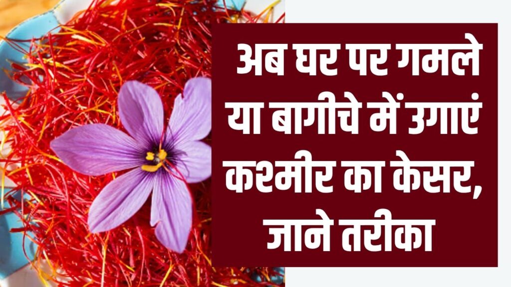 अब घर पर उगाएं असली कश्मीरी केसर! गमले या बागीचे में उगाने का आसान तरीका जानें