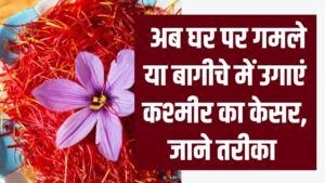 अब घर पर उगाएं असली कश्मीरी केसर! गमले या बागीचे में उगाने का आसान तरीका जानें