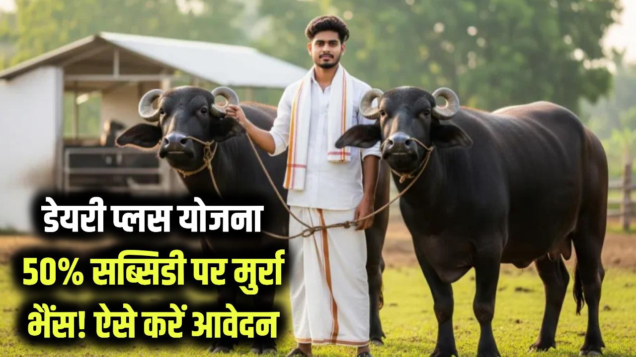 Dairy Plus Scheme: 50% सब्सिडी पर पाएं मुर्रा भैंस! मुख्यमंत्री डेयरी प्लस योजना में आवेदन की पूरी प्रक्रिया जानें