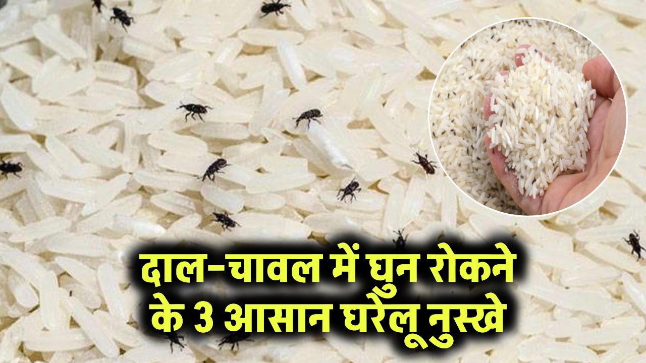 दाल–चावल में घुन न लगे इसके 3 ज़बरदस्त घरेलू नुस्खे,छोटे कीड़े पास भी नहीं फटकेंगे