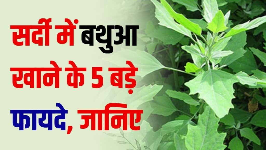 सर्दी में बथुआ खाने के 5 बड़े फायदे! जानिए इससे कौन सी रेसिपी बना सकते हैं आप