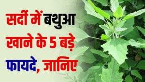 सर्दी में बथुआ खाने के 5 बड़े फायदे! जानिए इससे कौन सी रेसिपी बना सकते हैं आप