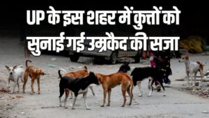 UP के इस शहर में कुत्तों को सुनाई गई उम्रकैद की सजा! जानें किस गंभीर जुर्म में कोर्ट ने लिया ऐसा फैसला