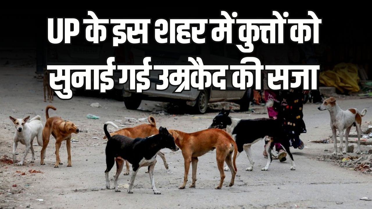 UP के इस शहर में कुत्तों को सुनाई गई उम्रकैद की सजा! जानें किस गंभीर जुर्म में कोर्ट ने लिया ऐसा फैसला