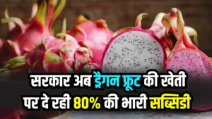 ड्रैगन फ्रूट की खेती पर 80% सब्सिडी दे रही सरकार! बंजर जमीन पर लगाएं इसके बागान और कमाएं लाखों, ऐसे करें आवेदन