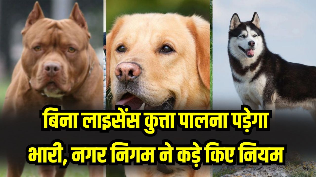 बिना लाइसेंस कुत्ता पाला तो लगेगा भारी जुर्माना! नगर निगम ने कड़े किए नियम, घर-घर जाकर होगी चेकिंग