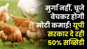 Poultry Business Idea: मुर्गा नहीं, चूजे बेचकर होगी मोटी कमाई! यूपी सरकार दे रही 50% सब्सिडी, जानें पूरा प्लान 4 Poultry Business Idea: मुर्गा नहीं, चूजे बेचकर होगी मोटी कमाई! यूपी सरकार दे रही 50% सब्सिडी, जानें पूरा प्लान