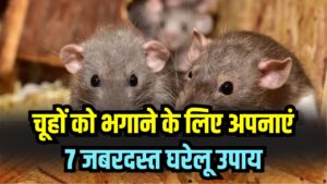 घर-दुकान में चूहों का आतंक होगा खत्म! 7 जबरदस्त घरेलू उपाय—इन गंधों से तुरंत भागते हैं चूहे