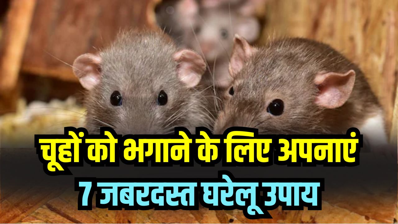घर-दुकान में चूहों का आतंक होगा खत्म! 7 जबरदस्त घरेलू उपाय—इन गंधों से तुरंत भागते हैं चूहे