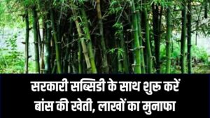 बेकार पड़ी जमीन से हर साल होगी लाखों की कमाई! बांस लगाइए और 40 साल तक काटिए मुनाफा, सरकार भी दे रही भारी सब्सिडी 3 बेकार पड़ी जमीन से हर साल होगी लाखों की कमाई! बांस लगाइए और 40 साल तक काटिए मुनाफा, सरकार भी दे रही भारी सब्सिडी