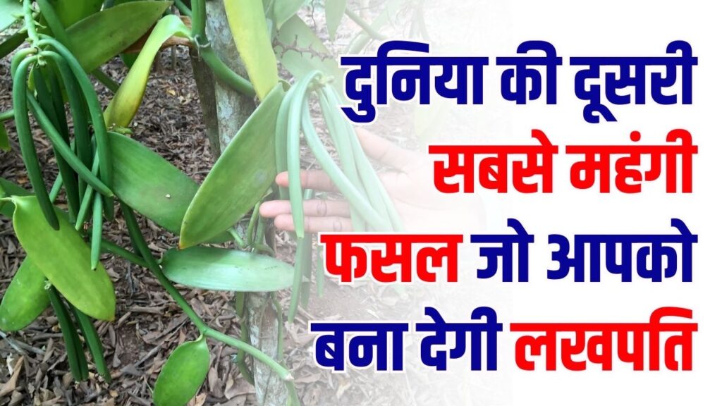 दुनिया की दूसरी सबसे महंगी खेती एक बार बोई और पूरी जिंदगी होगी कमाई! किसान हो रहे लखपति