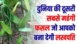 दुनिया की दूसरी सबसे महंगी खेती एक बार बोई और पूरी जिंदगी होगी कमाई! किसान हो रहे लखपति