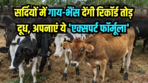 सर्दियों में गाय-भैंस देंगी रिकॉर्ड तोड़ दूध! बिना महंगे दाने के अपनाएं ये 'एक्सपर्ट फॉर्मूला', मुनाफ़ा होगा डबल
