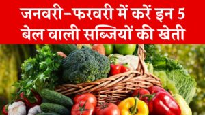 Hindi News, हिंदी न्यूज़ , Hindi Samachar, हिंदी समाचार | GyanOK.com | News and Quiz 5 Smart Farming: जनवरी-फरवरी में करें इन 5 बेल वाली सब्जियों की खेती, 60 दिन में फसल तैयार और होगी बंपर कमाई