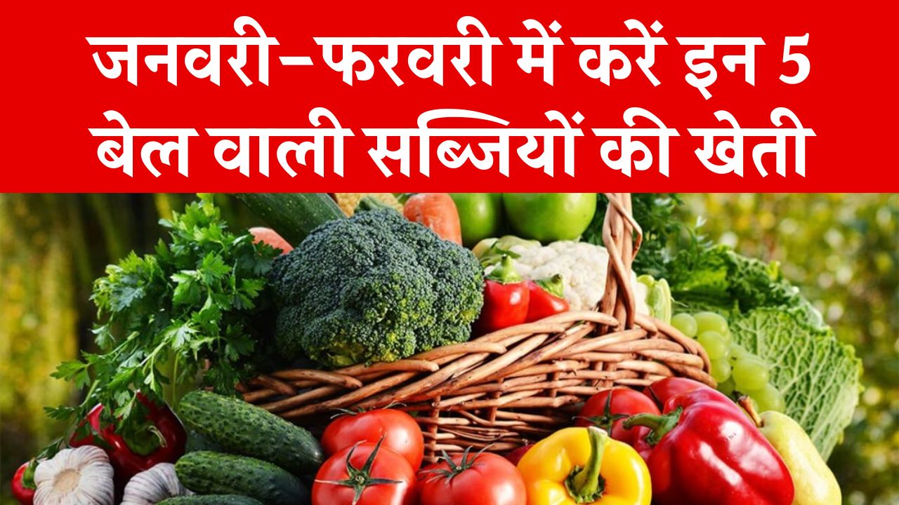 Smart Farming: जनवरी-फरवरी में करें इन 5 बेल वाली सब्जियों की खेती, 60 दिन में फसल तैयार और होगी बंपर कमाई