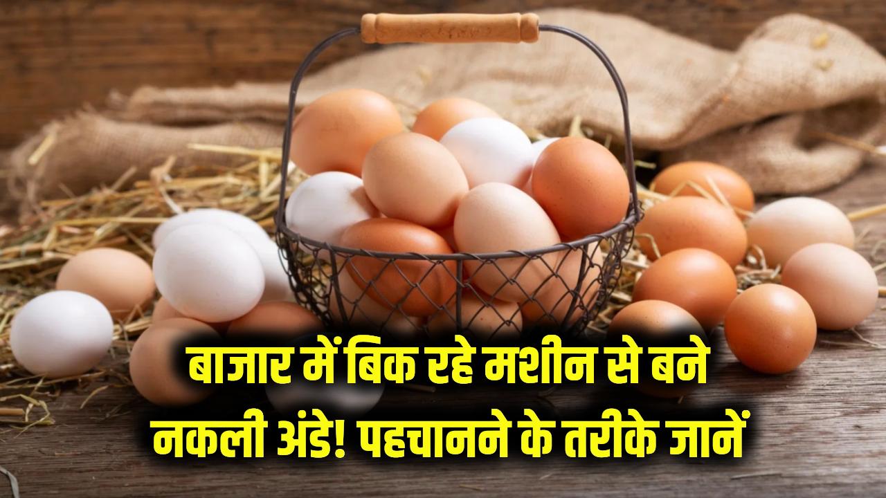 Fake Eggs: बाजार में बिक रहे हैं मशीन से बने अंडे! जानें कैसे बनते हैं नकली अंडे और उन्हें पहचानने के तरीके