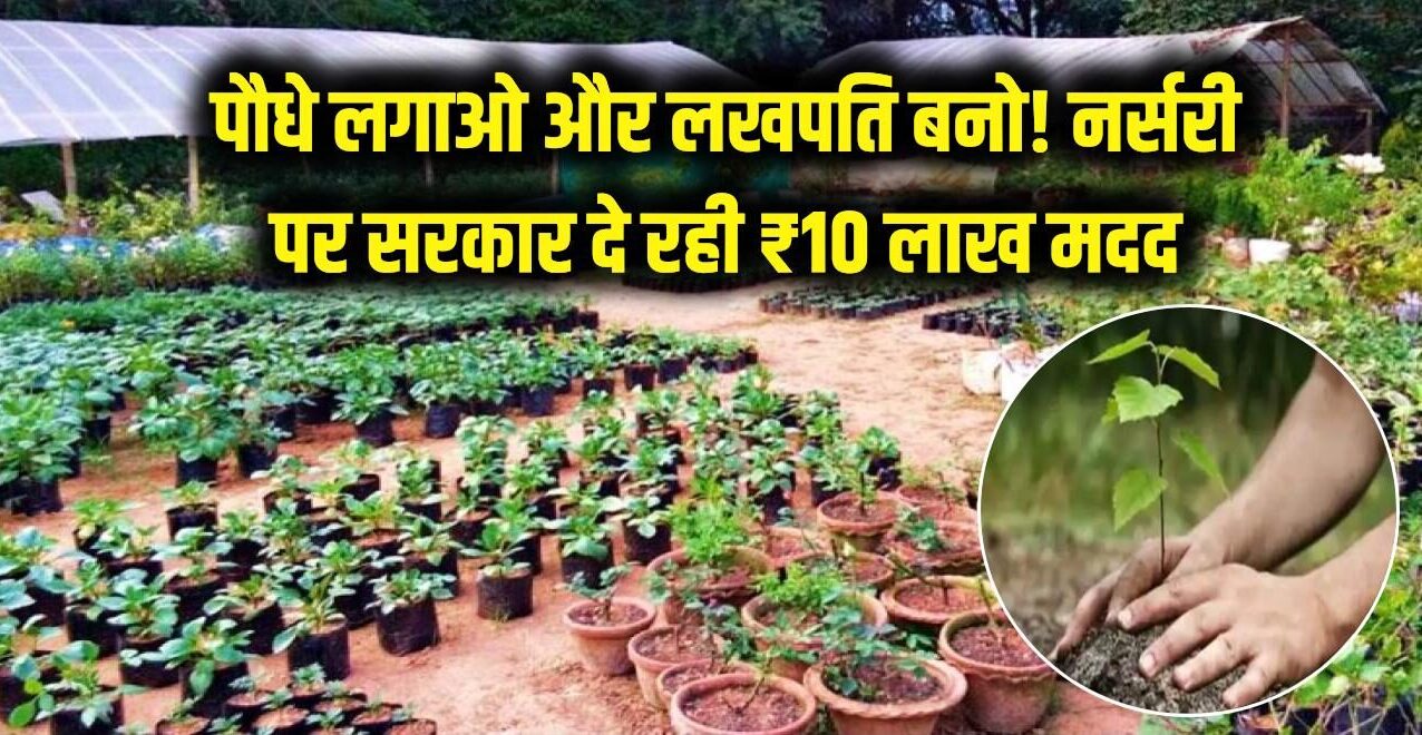 पौधे लगाओ और लखपति बनो! नर्सरी खोलने के लिए सरकार दे रही है ₹10 लाख की मदद, जानें किस राज्य में मिल रही है 50% तक सब्सिडी।