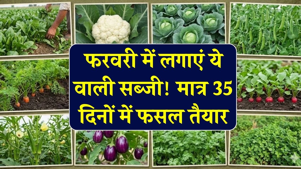 फरवरी में लगाएं ये वाली सब्जी! मात्र 35 दिनों में फसल तैयार और मंडी में ₹80+ का भाव; नोटों की होगी बारिश।