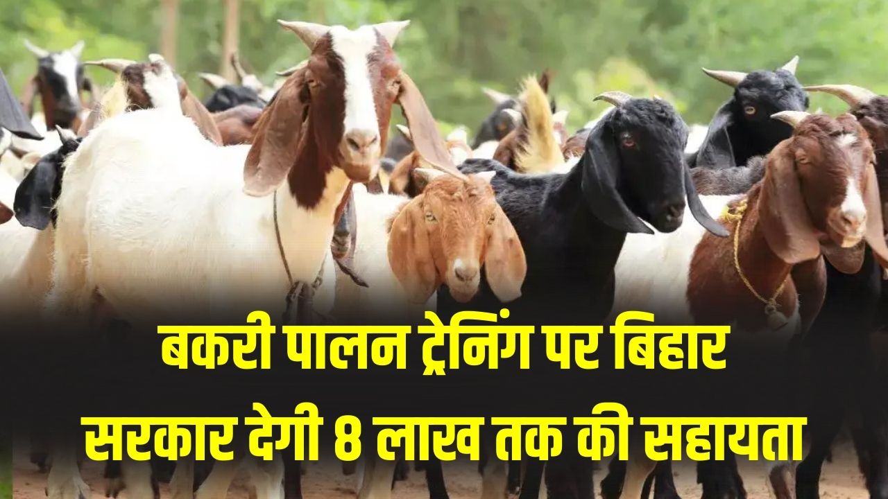 Goat Farming subsidy: युवाओं के लिए खुशखबरी! बकरी पालन पर बिहार सरकार देगी ₹8 लाख तक की मदद; जानें ट्रेनिंग और सब्सिडी का पूरा नियम।