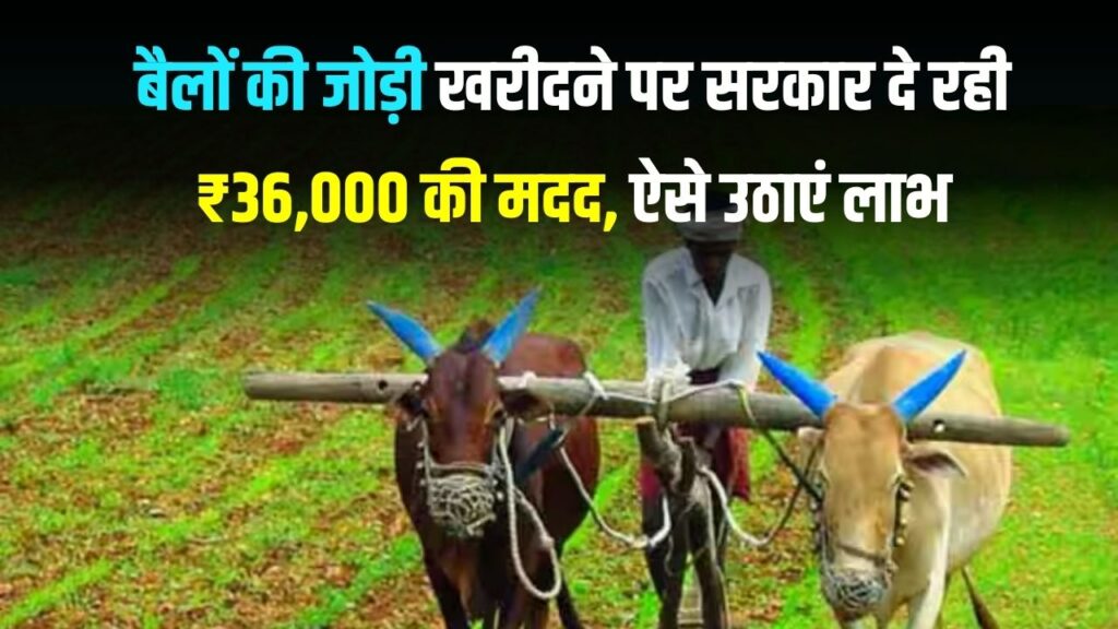 किसानों की मौज! ₹36,000 की सरकारी सहायता से खरीदें बैलों की जोड़ी, मुफ्त टीकाकरण का ऐसे उठाएं लाभ