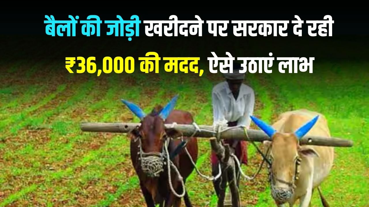 किसानों की मौज! ₹36,000 की सरकारी सहायता से खरीदें बैलों की जोड़ी, मुफ्त टीकाकरण का ऐसे उठाएं लाभ