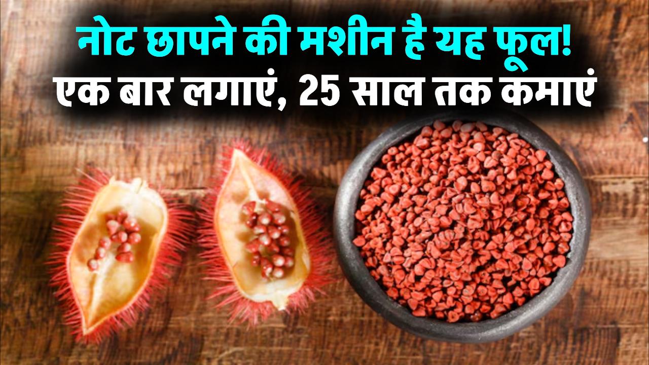 नोट छापने की मशीन है यह खास फूल! एक बार लगाएं और 25 साल तक बैठ कर कमाएं; हर घर में होती है इसकी भारी मांग
