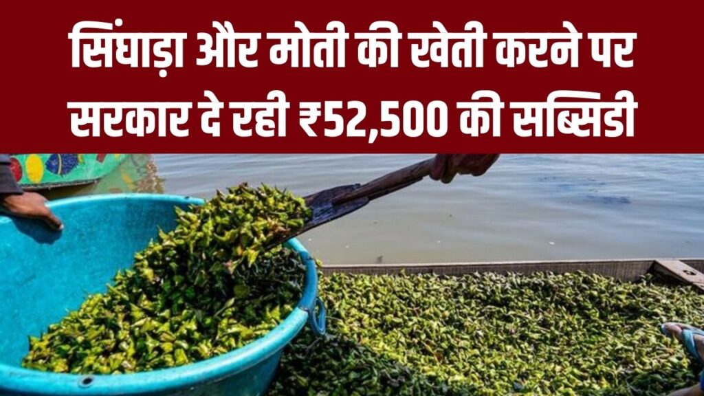 खेत तालाब में अब सिंघाड़ा और मोती की खेती! सरकार दे रही ₹52,500 की सब्सिडी, सिंचाई के साथ डबल कमाई का मौका