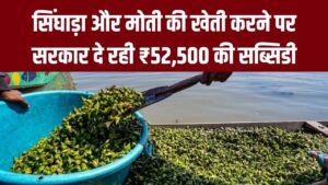 खेत तालाब में अब सिंघाड़ा और मोती की खेती! सरकार दे रही ₹52,500 की सब्सिडी, सिंचाई के साथ डबल कमाई का मौका
