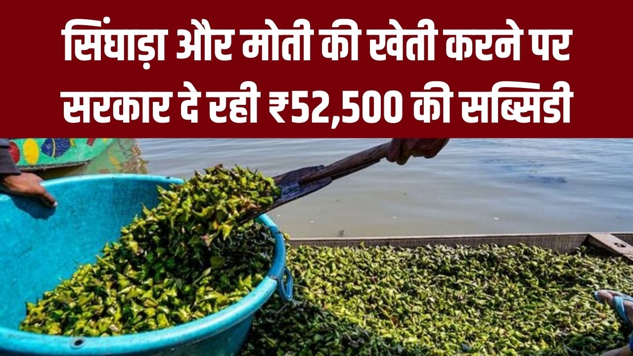 खेत तालाब में अब सिंघाड़ा और मोती की खेती! सरकार दे रही ₹52,500 की सब्सिडी, सिंचाई के साथ डबल कमाई का मौका