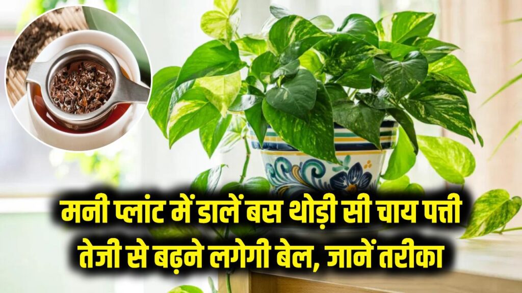 Money Plant Care: मनी प्लांट में डालें बस थोड़ी सी चाय पत्ती और देखें कमाल! तेजी से बढ़ने लगेगी बेल, जानें सही तरीका
