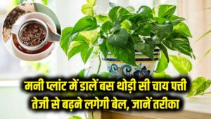 Money Plant Care: मनी प्लांट में डालें बस थोड़ी सी चाय पत्ती और देखें कमाल! तेजी से बढ़ने लगेगी बेल, जानें सही तरीका 3 Money Plant Care: मनी प्लांट में डालें बस थोड़ी सी चाय पत्ती और देखें कमाल! तेजी से बढ़ने लगेगी बेल, जानें सही तरीका