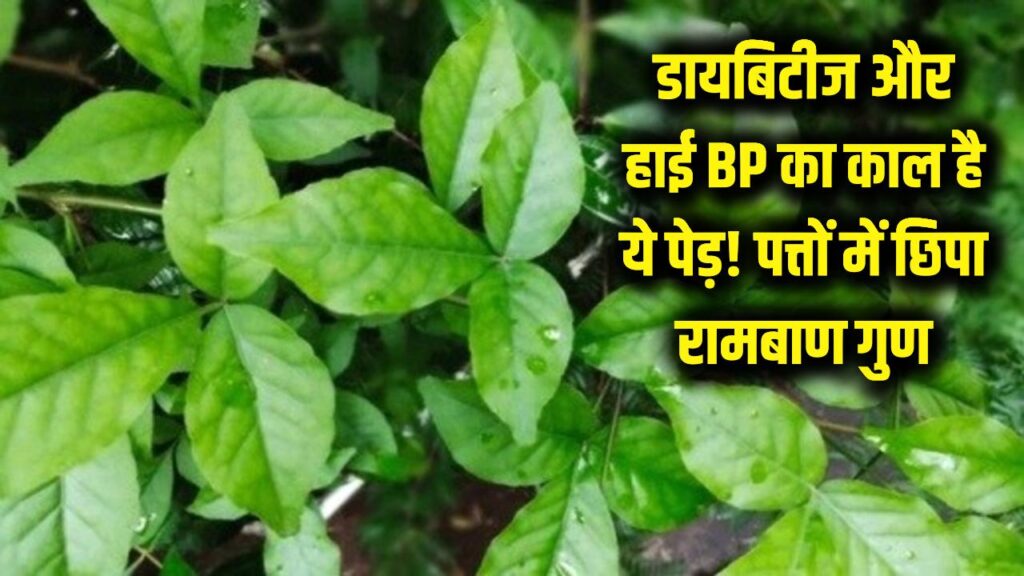 डायबिटीज और हाई BP का काल है भारत की हर गली में मिलने वाला यह पेड़! वैज्ञानिक भी बोले- इसके पत्तों में छिपा है रामबाण इलाज