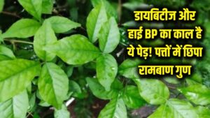 डायबिटीज और हाई BP का काल है भारत की हर गली में मिलने वाला यह पेड़! वैज्ञानिक भी बोले- इसके पत्तों में छिपा है रामबाण इलाज