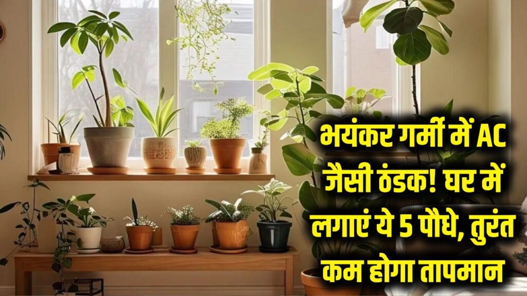 ghar ko thanda karne wale paudhe kaun se hai indoor cooling plants for summer in hindi