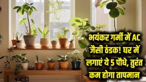 भयंकर गर्मी में भी AC जैसा ठंडा रहेगा कमरा! घर के अंदर लगाएं ये 5 जादुई पौधे, तुरंत गिरेगा तापमान