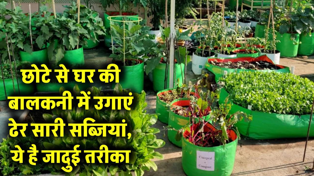 बाजार से सब्जी खरीदना भूल जाएंगे! छोटे से घर की बालकनी में ऐसे उगाएं ढेर सारी फसल, ये है जादुई तरीका