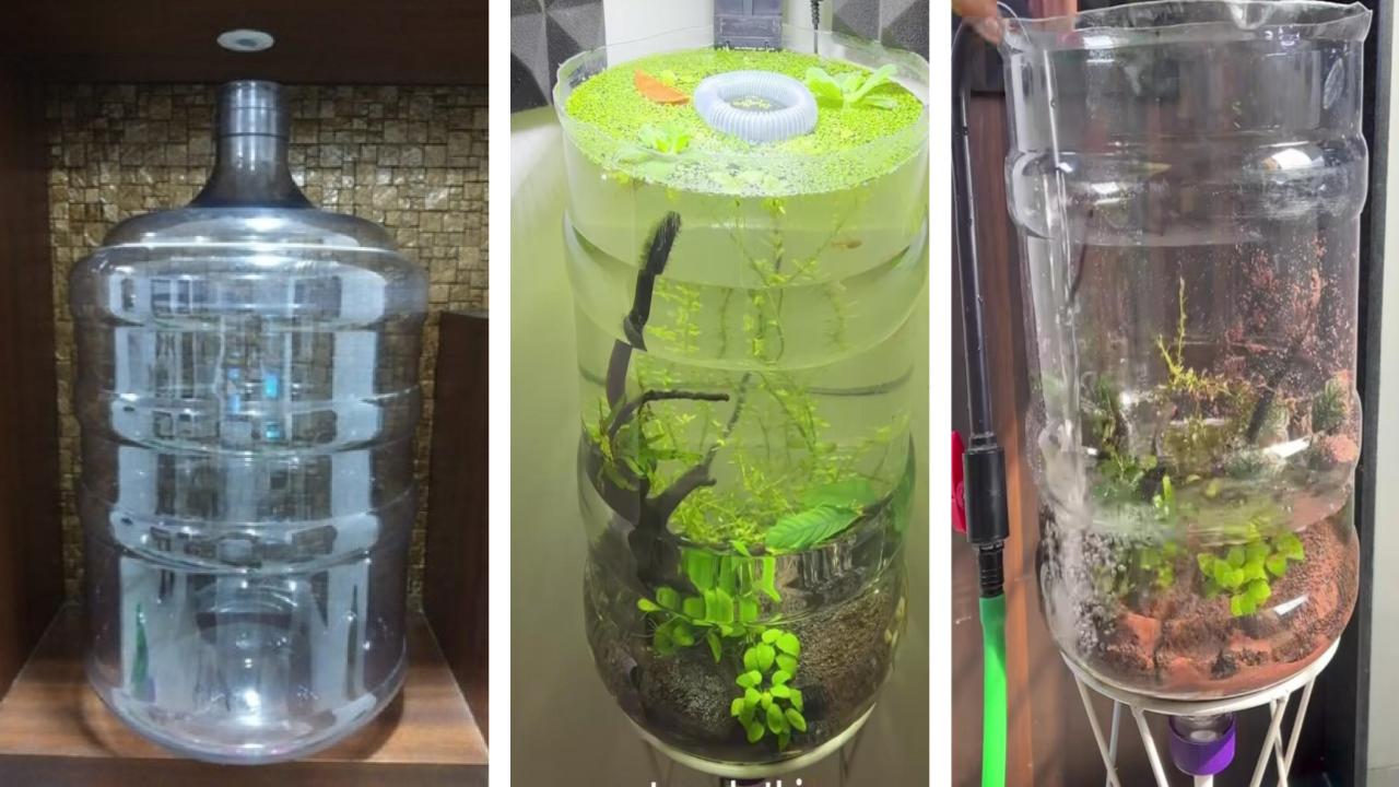 फेकने से पहले देख लें! पुरानी पानी की केन से घर पर बनाएं लग्जरी 'मिनी पॉन्ड', हर कोई पूछेगा तरीका