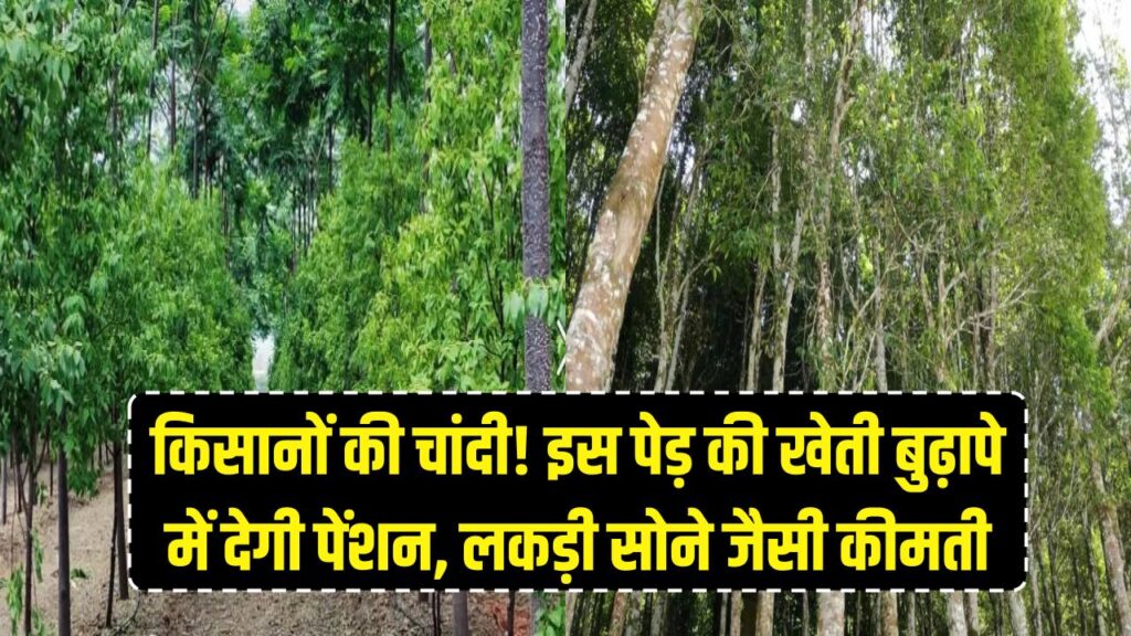 किसानों की चांदी! इस खास पेड़ की खेती बुढ़ापे में देगी पेंशन, सोने के भाव बिकती है इसकी कीमती लकड़ी