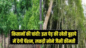 किसानों की चांदी! इस खास पेड़ की खेती बुढ़ापे में देगी पेंशन, सोने के भाव बिकती है इसकी कीमती लकड़ी