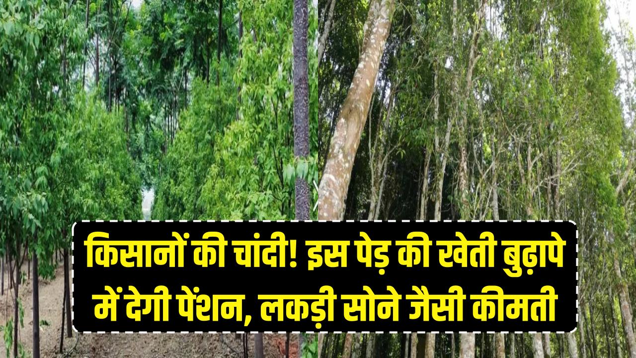 किसानों की चांदी! इस खास पेड़ की खेती बुढ़ापे में देगी पेंशन, सोने के भाव बिकती है इसकी कीमती लकड़ी