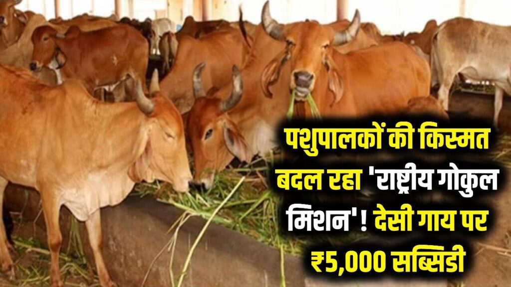 पशुपालकों की किस्मत बदल रहा 'राष्ट्रीय गोकुल मिशन'! देसी गायों पर मिल रही है ₹5,000 की सब्सिडी; ऐसे उठाएं सरकारी लाभ 1 पशुपालकों की किस्मत बदल रहा 'राष्ट्रीय गोकुल मिशन'! देसी गायों पर मिल रही है ₹5,000 की सब्सिडी; ऐसे उठाएं सरकारी लाभ