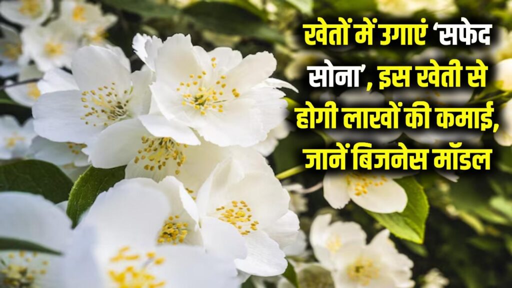 खेतों में 'सफेद सोना' उगाकर बनें लखपति! इस फूल की खेती से होगी लाखों की कमाई, जानें पूरा बिजनेस मॉडल