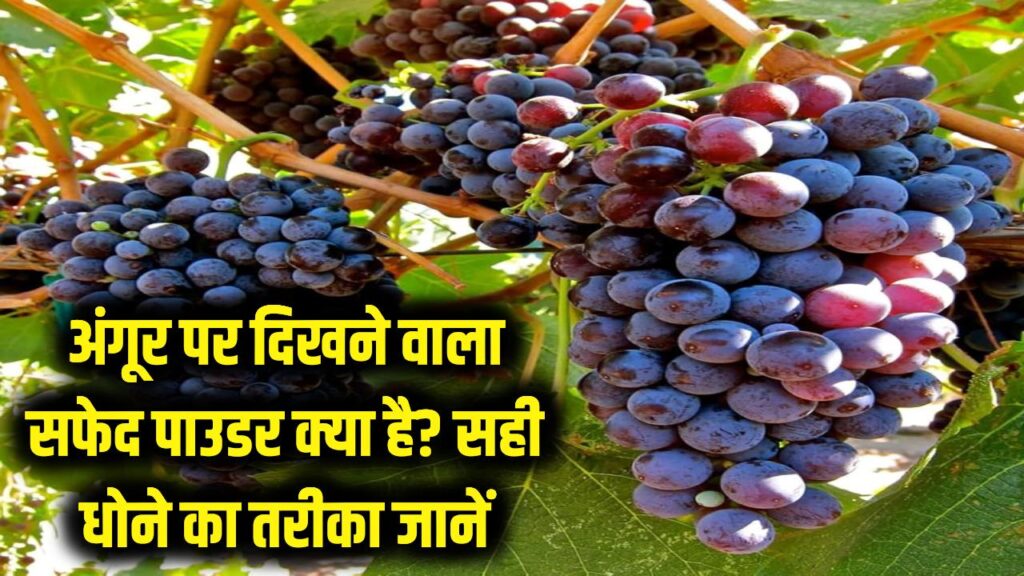 अंगूर पर जमा 'सफेद पाउडर' जहर है या कुछ और? बिना धोए खाया तो खैर नहीं; ये है सही तरीका