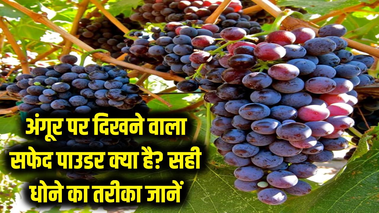 अंगूर पर जमा 'सफेद पाउडर' जहर है या कुछ और? बिना धोए खाया तो खैर नहीं; ये है सही तरीका