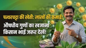 Patharchatta Farming: किसान भाई खेत में लगाएं पत्थरचट्टा का पौधा! औषधीय गुणों से भरपूर इस फसल से होगी लाखों में कमाई