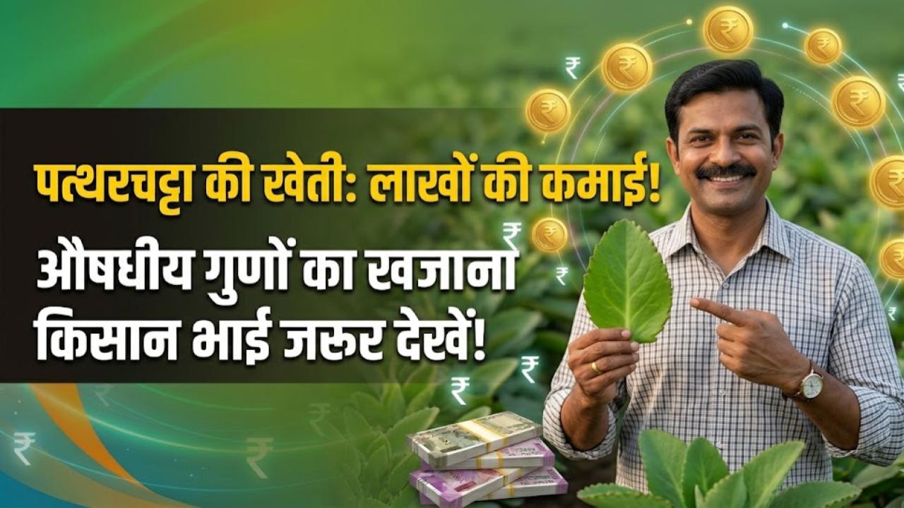 Patharchatta Farming: किसान भाई खेत में लगाएं पत्थरचट्टा का पौधा! औषधीय गुणों से भरपूर इस फसल से होगी लाखों में कमाई