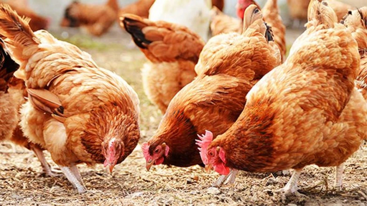 poultry farming business