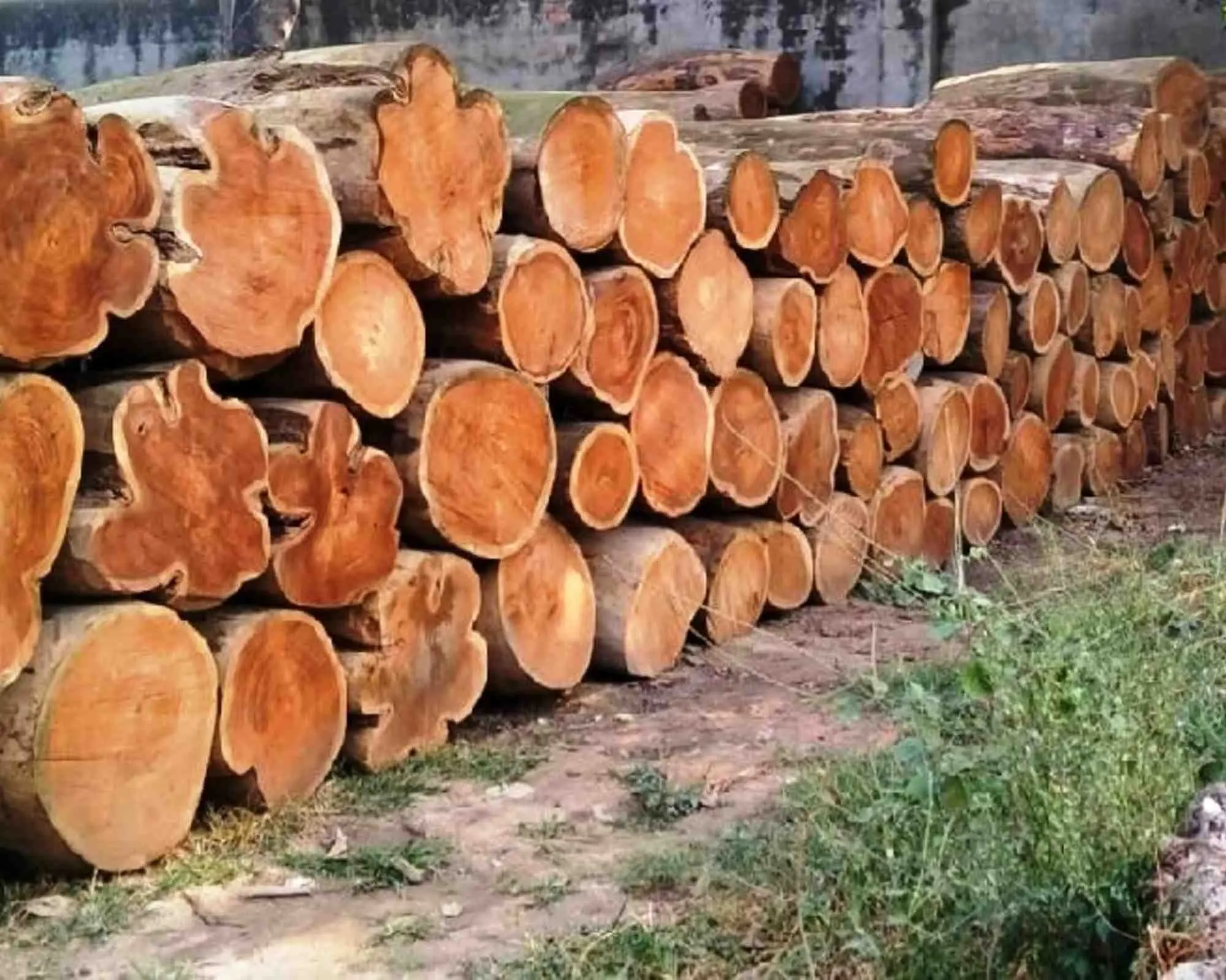 Sheesham Wood